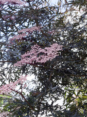 Sambucus nigra 'Black Lace' . Magnificent variety of cut-leafed elder shrub  with pale pink and white tiny  flowers in umbels above deeply dissected purplish-black foliage
