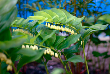 Polygonatum flower and a bumblebee