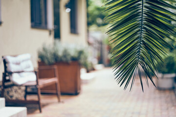 Against the background of a guest house for recreation. With space to copy. Close-up of the foliage...