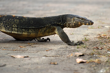 asian water monitor lizard (Varanus) in its natural environment, seen in the Lumphini Park, Bangkok, Thailand