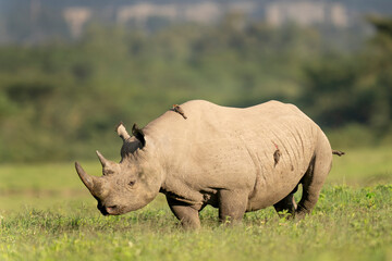 Nakuru national park, black rhino, Diceros bicornis