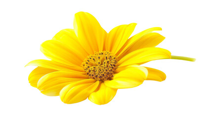 Naklejka premium Yellow daisy