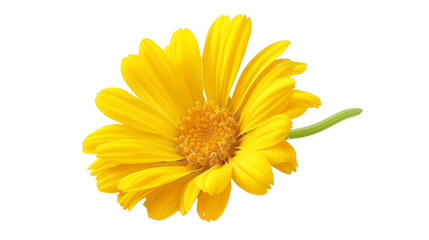Yellow daisy