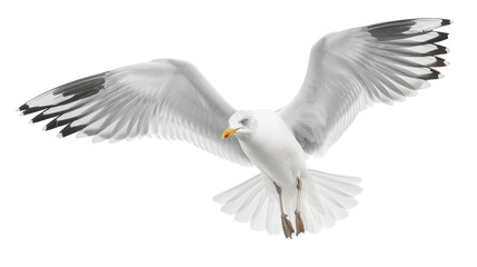Fototapeta premium Seagull flying 