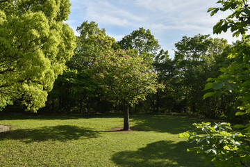 新緑の季節　木々に囲まれた広場