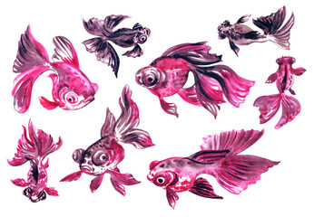 Set of watercolor pink telescope fish isolated on a white background.