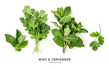 Spearmint mint coriander bunch green leaves isolated on white background.