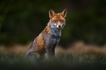 Red fox lost in the dark forest. Cute orange fur coat animal in the nature habitat, wildlife nature in Germany, Europe. Fox with pine tree trunk. Mammal hunting in the wood. Europe wildlife.