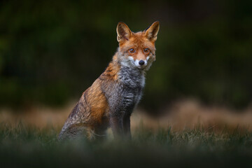 Red fox lost in the dark forest. Cute orange fur coat animal in the nature habitat, wildlife nature...