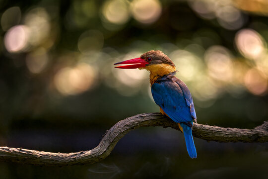 Stork-billed kingfisher, Pelargopsis capensis, bluel red orange colourful bird in the nature forest habitat. Kingfisher in the gren vegetation. Kingfisher bird Kinabatangan river, Borneo in Malaysia