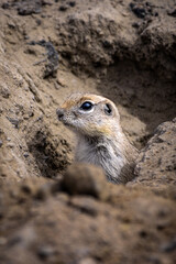 Curious Prairie dog popping head out, hiding animal wildlife