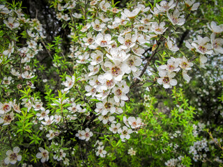 Manuka bush in flower closer
