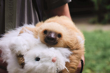 Oso perezoso pequeño blanco de tres dedos agarrado a un peluche blanco en forma de conejo en Costa Rica. Bradypus variegatus en parque nacional de Costa Rica en Centroamérica. © BONI