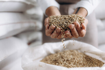 Man holding barley at brewery. Male farmers hands holding malt