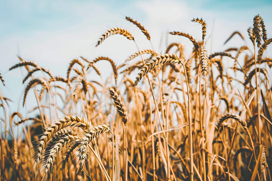 primer plano de espigas de cereales en el campo
