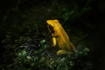 Phyllobates bicolor, Black-legged Poison Frog, yellow from in the nature forest habitat. Amphibian...