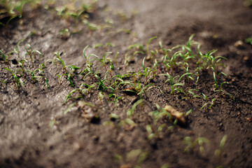 Small green shoots growing in good soil. The concept of agriculture, organic gardening, planting or ecology. Young shoots, growing seedlings.