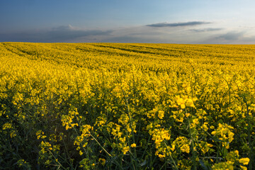 Yellow rapeseed field at the sunset.