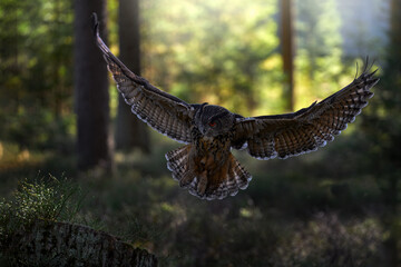 Autumn forest wildlife. Flying Eurasian Eagle Owl, Bubo bubo, with open wings in forest habitat, orange autumn trees in background. Bird flight.
