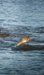 Fototapeta premium duck on a rock in a river