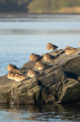 ducks standing on a rock in the water