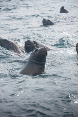 Obraz premium group of sea lions swimming in the sea