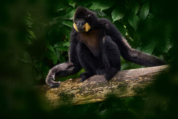 Black monkey on the tree, nature wildlife. Yellow-cheeked Gibbon, Nomascus gabriellae, monkey from Cambodia, Laos, Vietnam. Gibbon in the nature habitat, green tree forest vegetation.