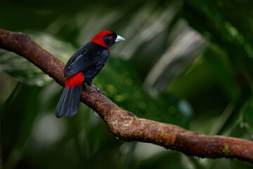 Bird in Costa Rica. Crimson-collared Tanager, Ramphocelus sanguinolentus, exotic tropical red and black songbird from Costa Rica, in the green forest nature habitat. Beautiful tropical bird.