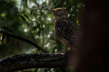 Owl - India wildlife. Brown Fish-owl, Ketupa zeylonensis, rare bird from Asia. Indian beautiful owl...