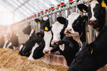 Cows holstein looks into frame with smart collar in modern farm livestock husbandry animal