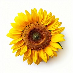 Fototapeta premium sunflower isolated on white