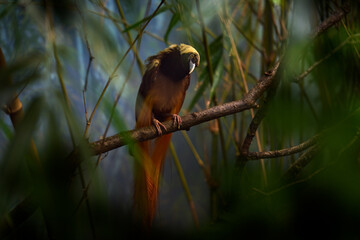 Raggiana bird-of-paradise, Paradisaea raggiana, bird in the nature habitat. Rare animal from Papua New Guinea. Count Raggi's bird-of-paradise in the forest vegetation, nature wildlife.