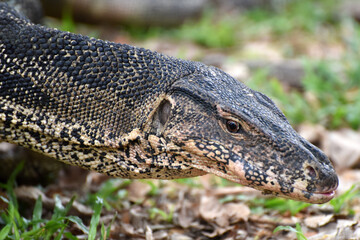 asian water monitor lizard (Varanus) in its natural environment, seen in the Lumphini Park, Bangkok, Thailand