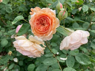 peach roses in the garden