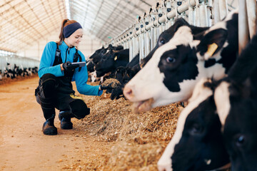 Control quality of hay for feeding cows, farmer worker uses smartphone check nutrition for health...