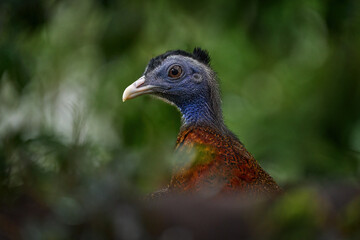Great argus, Argusianus argus, big bird portrait with long taill in the forest, Sabah, Borneo. Argus sitting on the stone in trees, tropic wildlife nature. Bird in the habitat. Borneo, Malaysia.