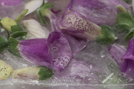 close up of frozen purple foxglove flowers or digitalis in water