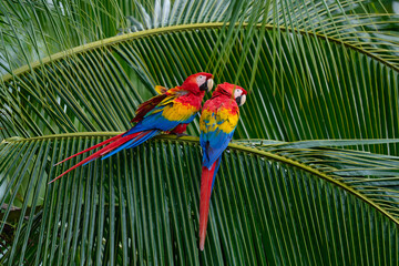 Nature Costa Rica. Pair of big Scarlet Macaws, Ara macao, two birds sitting on the palm leave, Costa rica. Wildlife love scene from tropical forest. Two beautiful parrots on tree branch in habitat. © ondrejprosicky
