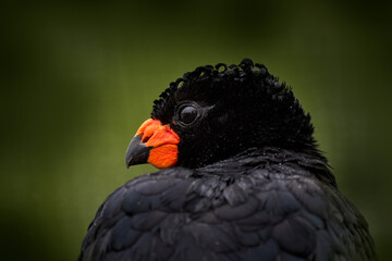 Red-billed curassow, Crax blumenbachii, endangered species of cracid, endemic to lowland Atlantic Forest in Brazil. Red-knobbed curassow, close-up detail portrait in the nature habitat, Tropic forest.