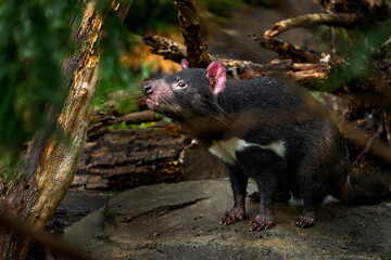 Tasmanian devil, Sarcophilus harrisii, carnivorous marsupial in the nature habitat. Rare animal...