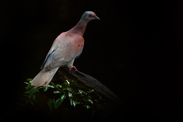 Pale-vented pigeon, Patagioenas cayennensis, bird sitting on the branch in the tropic forest,...