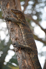 asian water monitor lizard (Varanus) in its natural environment, seen in the Lumphini Park, Bangkok, Thailand