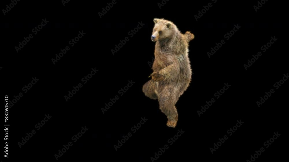 Poster bear dancing cg fur 3d rendering animal realistic composition 3d mapping cartoon, animation loop, in