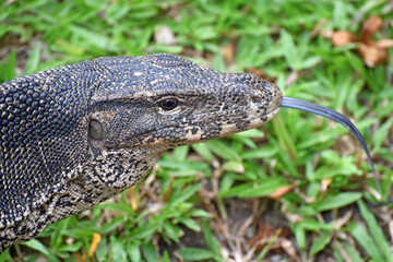 asian water monitor lizard (Varanus) in its natural environment, seen in the Lumphini Park, Bangkok, Thailand