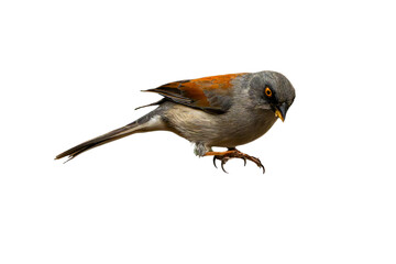 Yellow-eyed Junco (Junco phaeonotus) Photo, Perched on an Isolated PNG Background