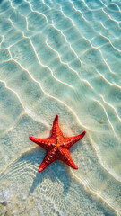 starfish on the sand