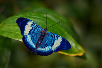 Procilla Beauty, Panacea procilla, butterfly from Panama to Colombia. Blue nice insect in the nature habitat, beauty on the green leave in the forest. Nature wildlife.