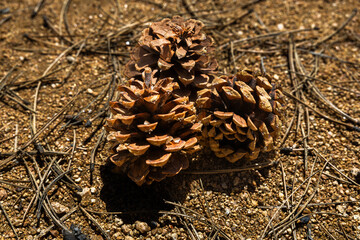 Pine cones fallen from a tree on the ground