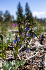 blue flowers in the mountain meadow