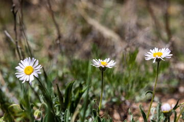 daisies in the mountain grass 